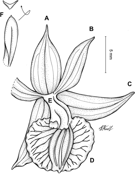 Phyton Vol. 61 E-Book S 21-24