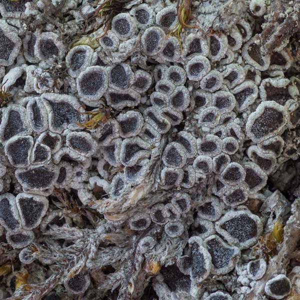 Phyton Vol. 64/65 E-Book S 23-34