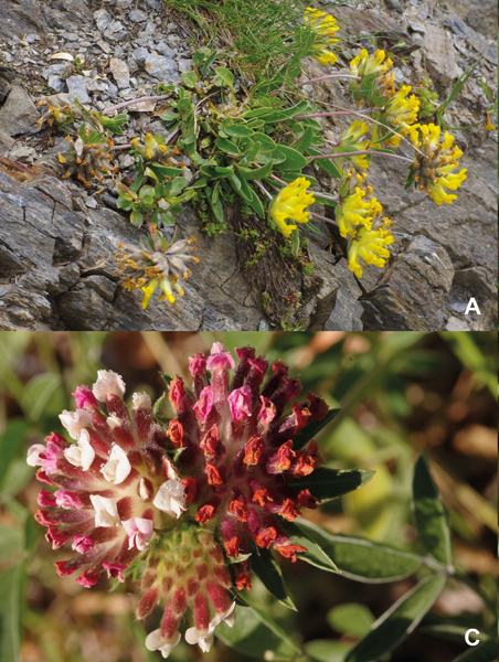 Phyton Vol. 64/65 E-Book S 35-51