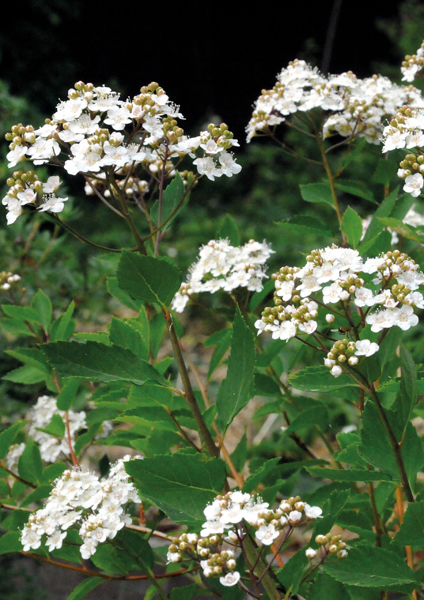 Phyton Vol. 64/65 E-Book S 85-144